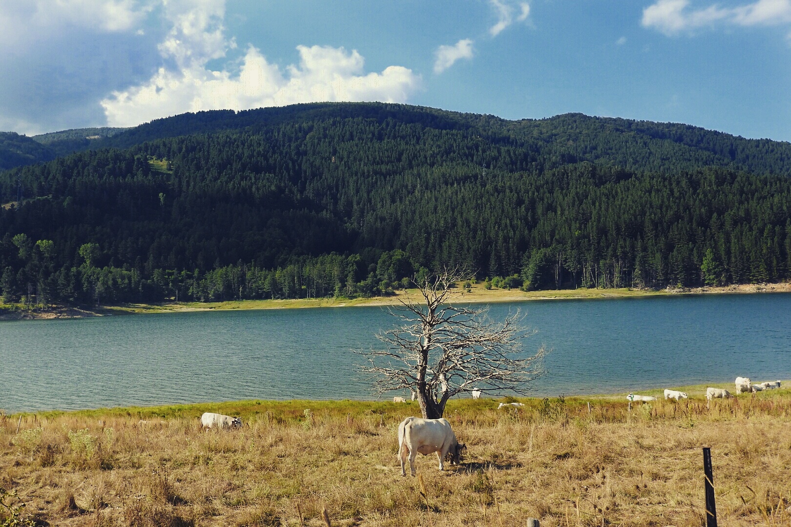 Parco Nazionale della Sila Calabria